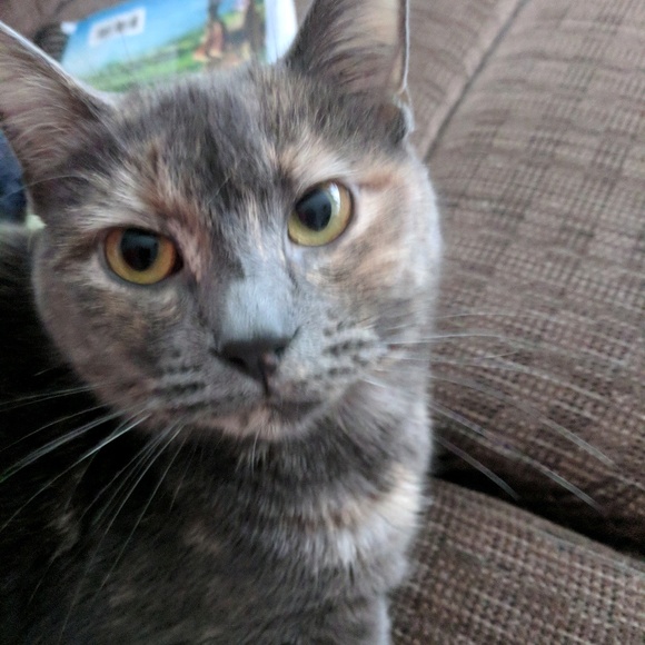 Meet your Posher, Shannon - Picture 1 of 1